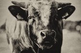 Cow portrait – 90cm x 60cm - Fotokunst op PlexiglasⓇ incl. certificaat & garantie.