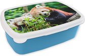 Broodtrommel Blauw - Lunchbox - Brooddoos - Rode Panda - Planten - Boomstam - 18x12x6 cm - Kinderen - Jongen