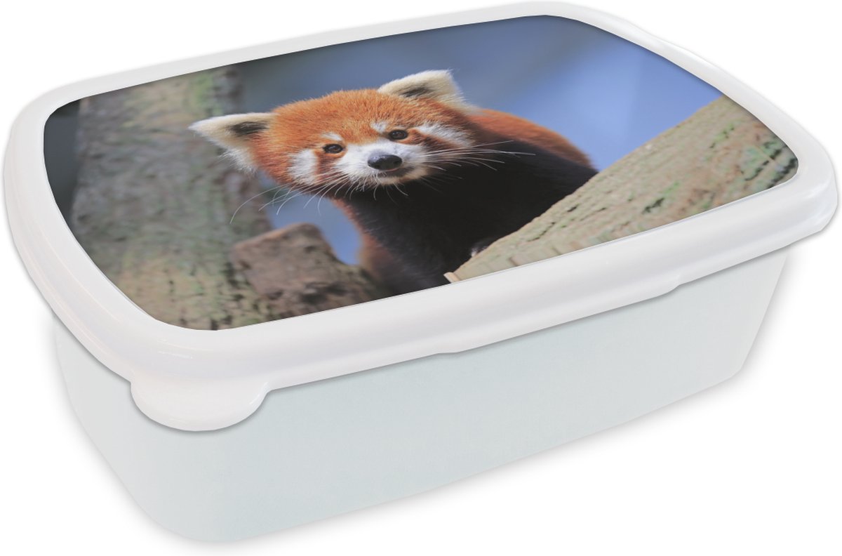 Broodtrommel Wit - Lunchbox - Brooddoos - Rode Panda - Oranje - Boom - 18x12x6 cm - Volwassenen