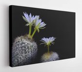 Onlinecanvas - Schilderij - Stillevenfotografie Discocactus Araneispinus. Art Horizontaal Horizontal - Multicolor - 40 X 30 Cm