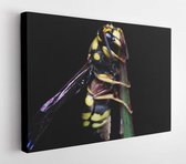 Een wesp is elk insect van de orde Hymenoptera en onderorde Apocrita dat noch een bij noch een mier is - Modern Art Canvas - Horizontaal - 789495103 - 50*40 Horizontal