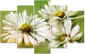 Trend24 - Canvas Schilderij - White Flowers - Vijfluik - Bloemen - 150x100x2 cm - Beige