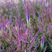 6x Veronicastrum virginicum ‘Fascination’ - Virginische ereprijs - Pot 9x9 cm