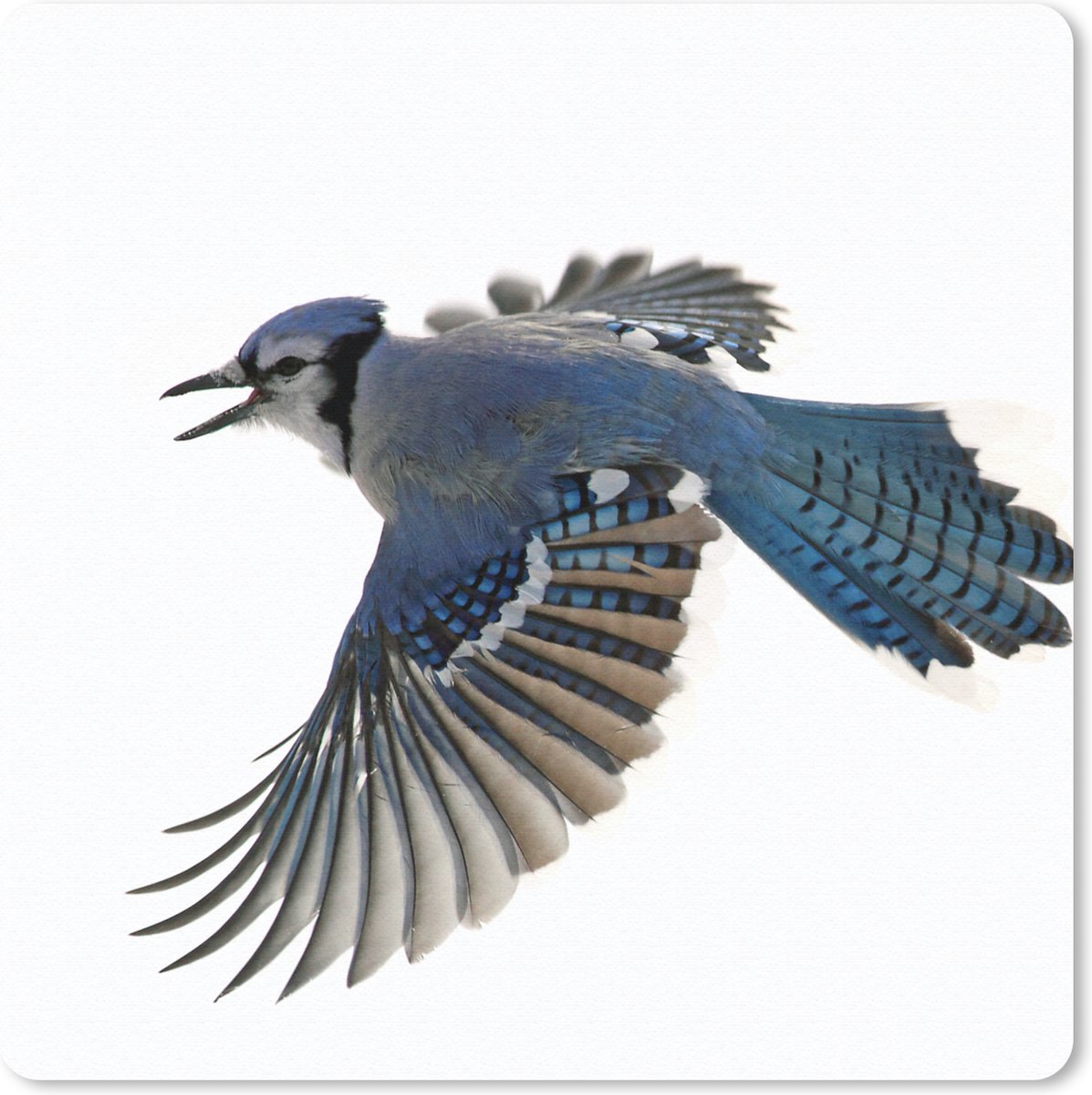 Muismat 20x20 cm - Mousepad Vogel - Veren - Wit - Muismatten