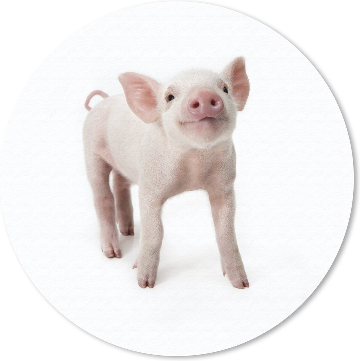 Muismat rond 40x40 cm - Mousepad Varken - Dieren - Wit - Ronde muismatten