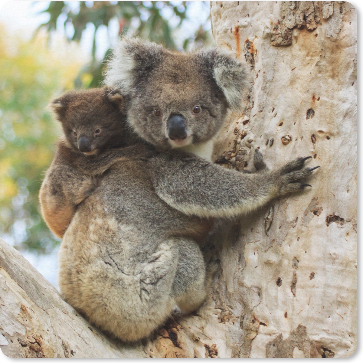 Muismat 30x30 cm - Mousepad Koala's - Kind - Boom - Kinderen - Jongens - Meiden - Muismatten