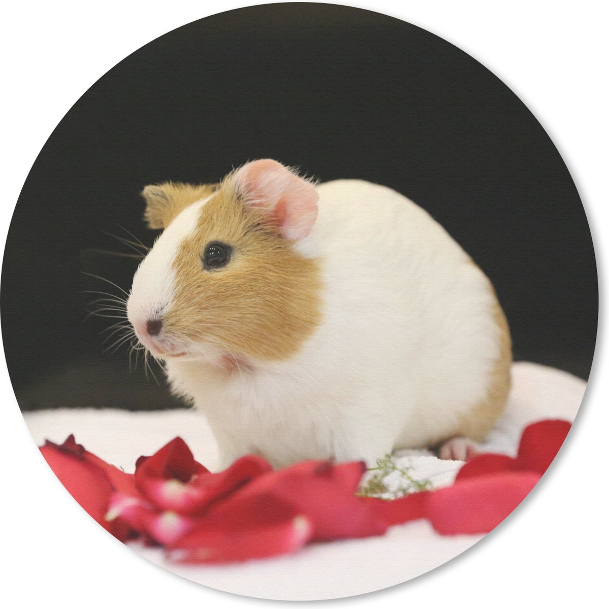 Muismat rond 30x30 cm - Mousepad Lieve cavia - Ronde muismatten