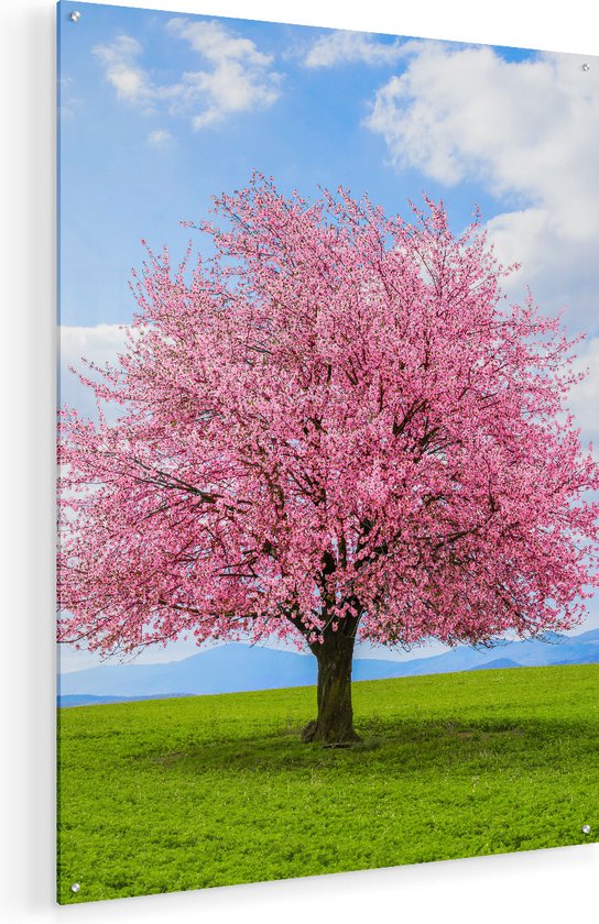 Artaza Glasschilderij - Roze Sakura Bloesem Boom In Het Groene Veld - 60x80 - Plexiglas Schilderij - Foto op Glas