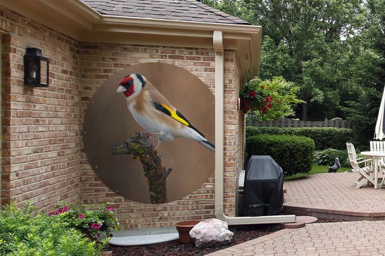 Cercle de jardin Gros plan d'un chardonneret coloré sur une fine branche - 150x150 cm - Poster de jardin rond - Extérieur