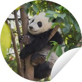 Tuincirkel Panda - Dier - Boom - 60x60 cm - Ronde Tuinposter - Buiten