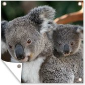 Tuinposters Koala's - Vader - Kind - Kinderen - Jongens - Meisjes - 50x50 cm - Tuindoek - Buitenposter