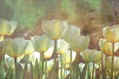 Fotobehang - White Tulips Abstract 375x250cm - Vliesbehang