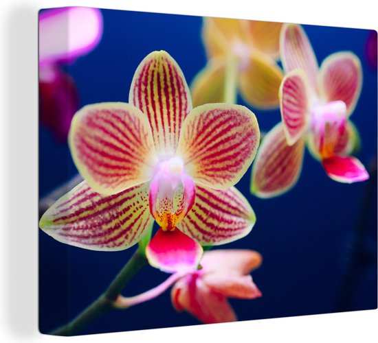 Canvas Schilderij Tegen Orchid - 80x60 cm - Wanddecoratie