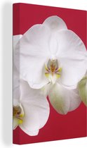 Canvas Schilderij Witte orchidee op rood - 60x90 cm - Wanddecoratie