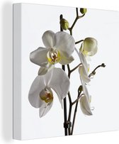 Canvas Schilderij Witte mot orchidee - 90x90 cm - Wanddecoratie