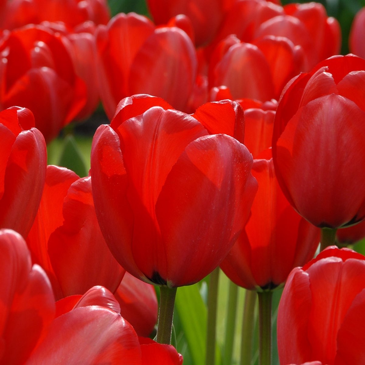 Grootverpakking Tulp Red Impression® | 50 stuks | Darwinhybride | Rood |