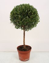 Boom van Botanicly – Myrtus communis – Hoogte: 25 cm