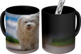 Magische Mok - Foto op Warmte Mokken - Koffiemok - Kleine witte Maltezer hond loopt richting de camera - Magic Mok - Beker - 350 ML - Theemok