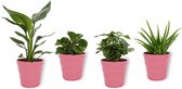 Set van 4 Kamerplanten - Aloe Vera & Peperomia Green Gold & Coffea Arabica & Strelitzia Reginae - ± 25cm hoog - 12cm diameter - in roze pot
