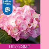 1x Hydrangea macrophylla 'Endless Summer Bloomstar Pink'® - Hortensia - Planthoogte 25-30 cm in pot