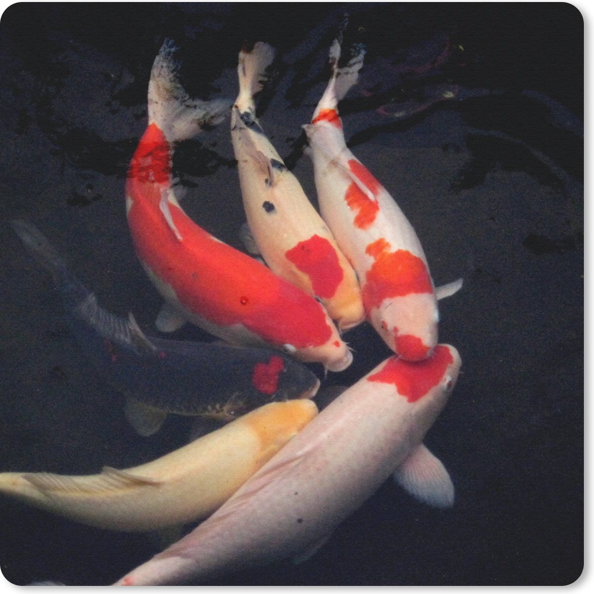 Muismat 20x20 cm - Mousepad Zes koi karpers tegen een zwarte achtergrond - Muismatten