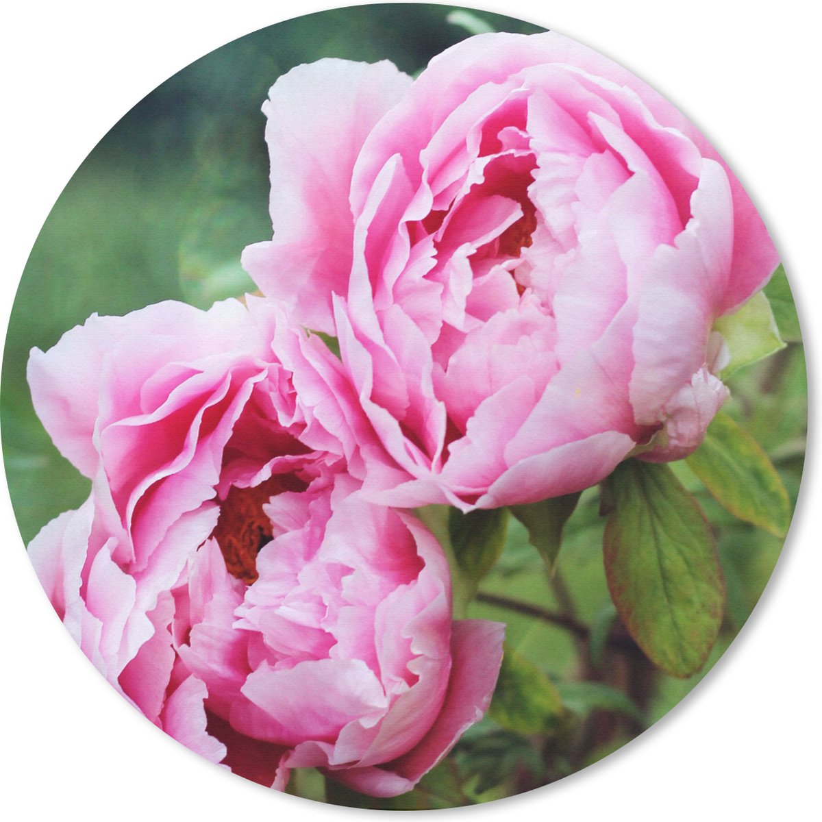 Muismat rond 40x40 cm - Mousepad Roze pioenrozen in tuin - Ronde muismatten