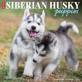 Siberian Husky Puppies Kalender 2022