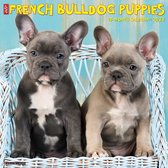 Franse Bulldog Puppies Kalender 2022