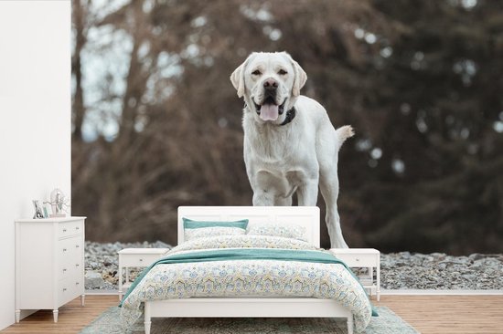 Behang - Fotobehang Een witte Labrador Retriever op de stenen - Breedte 360 cm x hoogte 240 cm