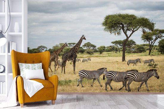 Girafes et zèbres ensemble sur les savanes du Parc National du Serengeti papier peint photo vinyle largeur 420 cm x hauteur 280 cm - Tirage photo sur papier peint (disponible en 7 tailles)