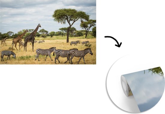 Girafes et zèbres ensemble sur les savanes du Parc National du Serengeti papier peint photo vinyle largeur 420 cm x hauteur 280 cm - Tirage photo sur papier peint (disponible en 7 tailles)