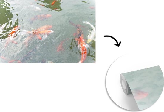 Papier peint Papier peint photo en vinyle - Un groupe de carpes koï dans un étang largeur 330 cm x hauteur 220 cm - Tirage photo sur papier peint (disponible en 7 tailles)