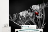 Behang - Fotobehang Zwart-wit foto van een rode lieveheersbeestje op een plant - Breedte 265 cm x hoogte 240 cm