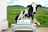 Vache frisonne au repos sur un pâturage vert papier peint photo vinyle largeur 420 cm x hauteur 280 cm - Tirage photo sur papier peint (disponible en 7 tailles)
