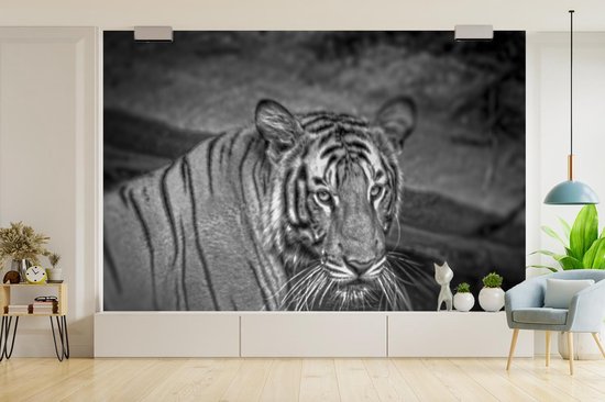 Papier peint photo peint photo vinyle - Tigre dans l'eau largeur 600 cm x hauteur 400 cm - Tirage photo sur papier peint (disponible en 7 tailles)