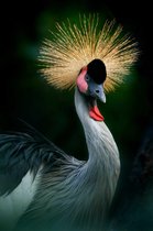 Canvas schilderij - Jenjang Mahkota is Crowned Crane, Bird of Uganda Africa -   1569758122 - 50*40 Vertical