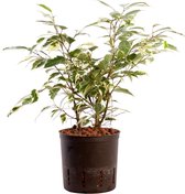 Plant in hydrocultuur systeem van Botanicly: Treurvijg met weinig onderhoud – Hoogte: 45 cm – Ficus benjamina