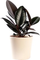 Plant in hydrocultuur systeem van Botanicly: Rubberboom met weinig onderhoud – in crème kleurig hydrocultuur sierpot – Hoogte: 35 cm – Ficus elastica Abidjan