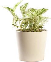 Plant in hydrocultuur systeem van Botanicly: Epipremnum pinatum Mable Queen met weinig onderhoud – in crème kleurig hydrocultuur sierpot – Hoogte: 5 cm