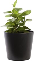 Plant in hydrocultuur systeem van Botanicly: Cissus rotundifolia met weinig onderhoud – in antraciet kleurig hydrocultuur sierpot – Hoogte: 5 cm