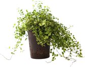 Plant in hydrocultuur systeem van Botanicly: Klimmenfig met weinig onderhoud – Hoogte: 5 cm – Ficus pumila Sunny