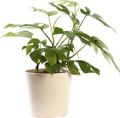 Plant in hydrocultuur systeem van Botanicly: Rhaphiolepis indica met weinig onderhoud – in crème kleurig hydrocultuur sierpot – Hoogte: 30 cm