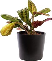 Plant in hydrocultuur systeem van Botanicly: Pijlwortel met weinig onderhoud – in antraciet kleurig hydrocultuur sierpot – Hoogte: 25 cm – Maranta leuconeura Tricolor