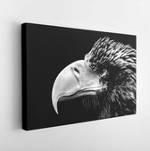 Canvas schilderij - Sea eagle portrait in black and white -     1055243942 - 80*60 Horizontal