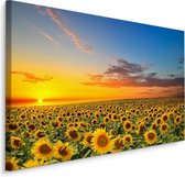 Schilderij - Zonnebloemen veld bij zonsondergang, multi-gekleurd, 4 maten, premium print