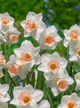 40x Narcissen 'Bell song'  bloembollen met bloeigarantie