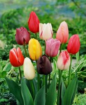 200x Tulpen 'Enkel laat gemengd'  bloembollen met bloeigarantie