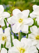 50x Narcissen 'Albus plenus odoratus'  bloembollen met bloeigarantie