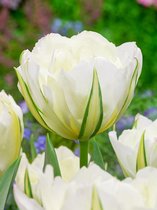 200x Tulpen 'Exotic emperor'  bloembollen met bloeigarantie
