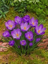 500x Crocus 'Remembrance grootbloemig'  bloembollen met bloeigarantie